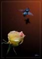[Rose_1.jpg]